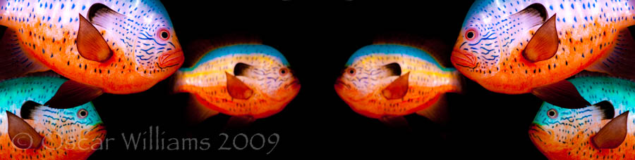 Sunfish Mirror Sunfish Mirror