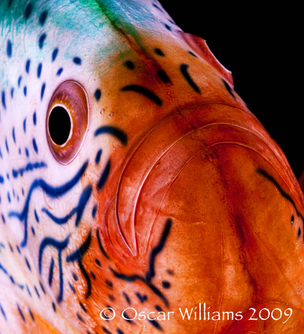 Close-up Lipiski Fish Head 2 Close-up of Donald Lipiski's Sunfish