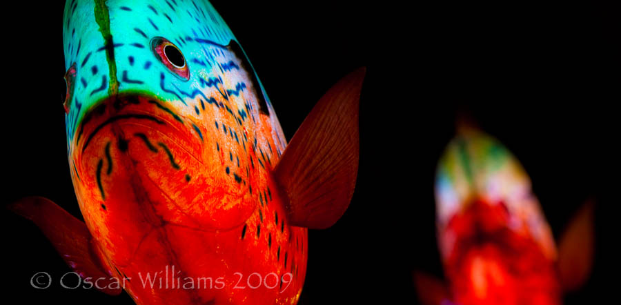 Two Fish Two Fish