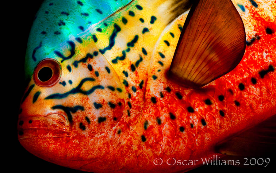 Close-up Lipiski Fish Head 1 Close-up of Donald Lipiski's Sunfish