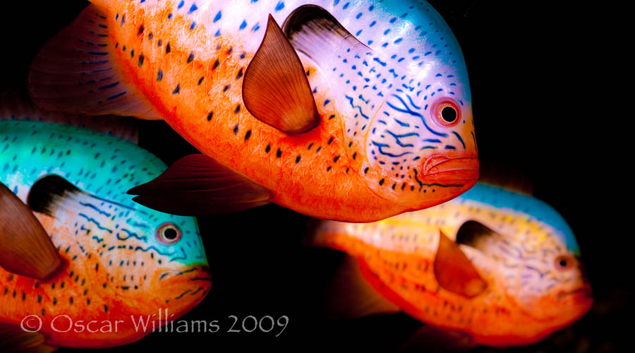 Three Sunfish Close-up Three Sunfish Close-up